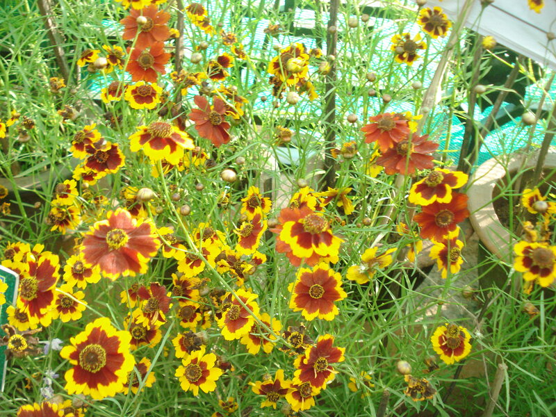 Yellow and Red Flowers — Natural, Afternoon