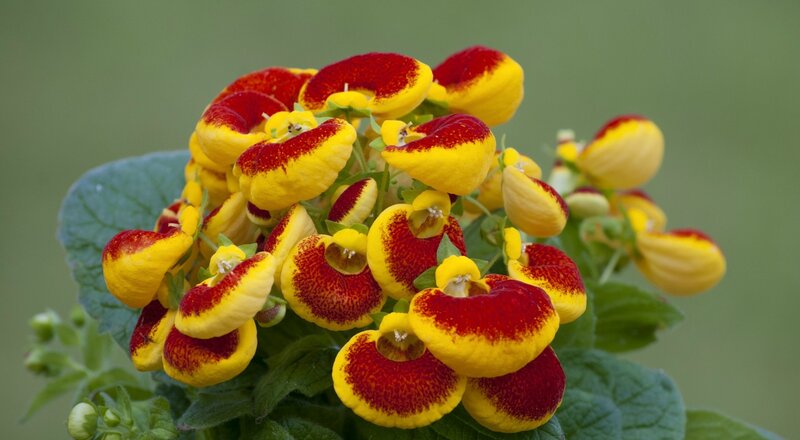 Yellow and Red Flowers — Natural, Photograph, Leaves