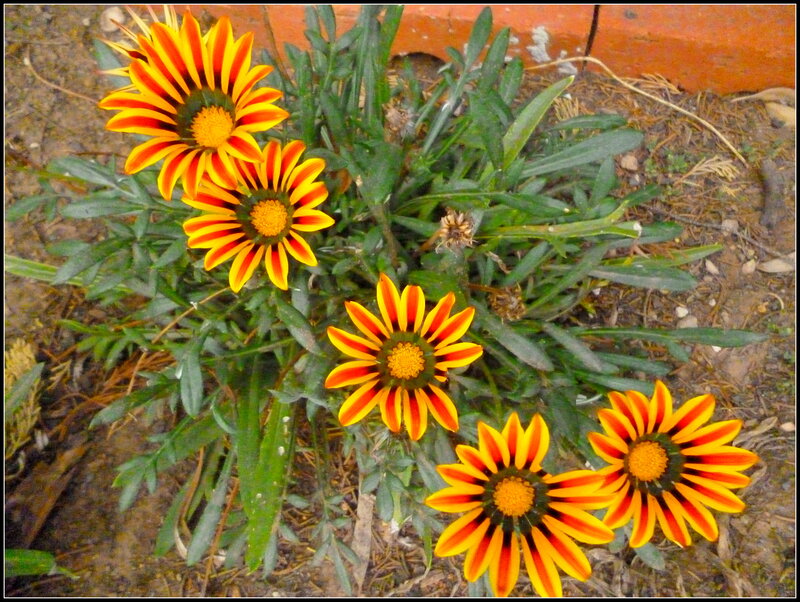 Yellow and Red Flowers — Natural, Photograph