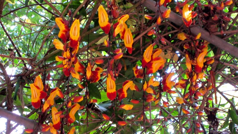 Yellow and Red Flowers — Natural