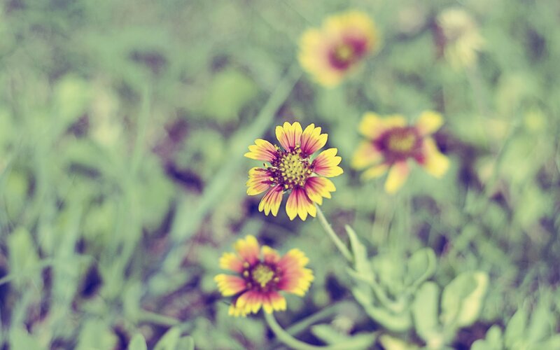 Yellow and Red Flowers — Serene, Afternoon, Photograph, Green Grass