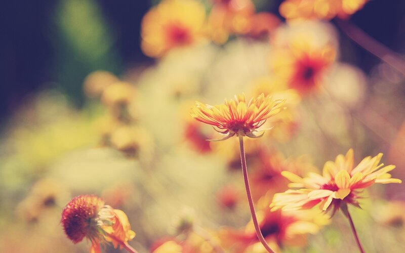 Yellow and Red Flowers — Serene, Afternoon, Photograph, Stems, Blurred Background