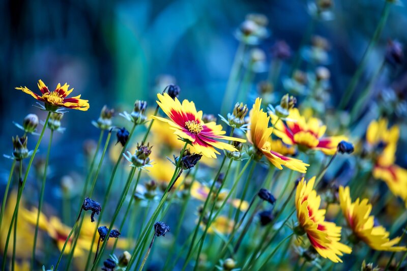 Yellow and Red Flowers — Serene, Afternoon, Photograph, Stems, Buds