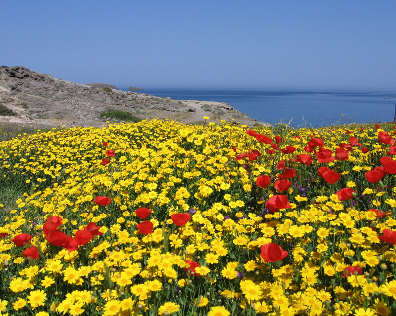 Yellow and Red Flowers — Serene, Afternoon