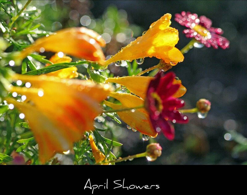 Yellow and Red Flowers — Serene, Spring