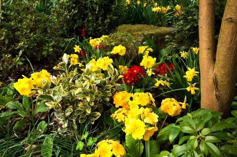 Yellow and Red Flowers — Serene