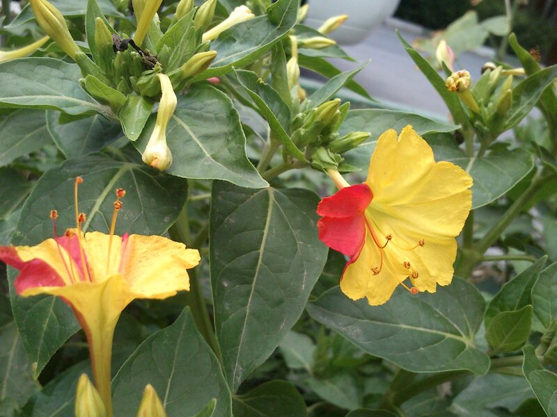 yellow and red flowers