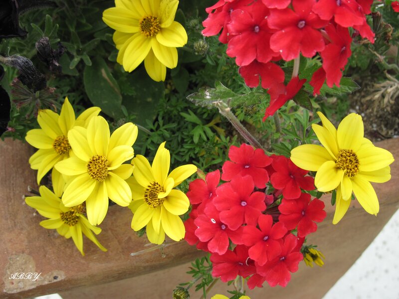 Yellow and Red Flowers — Vibrant, Afternoon, Photograph, Green Leaves