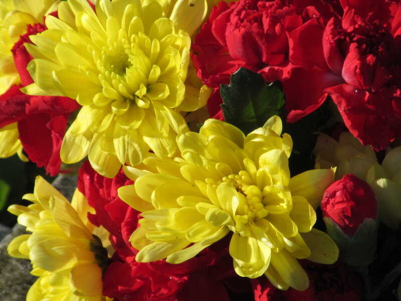 Yellow and Red Flowers — Vibrant, Afternoon