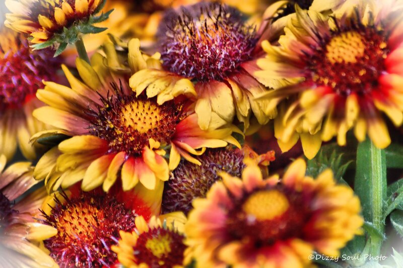 Yellow and Red Flowers — Vibrant, Autumn