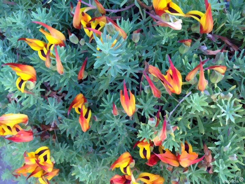Yellow and Red Flowers — Vibrant, Digital Art