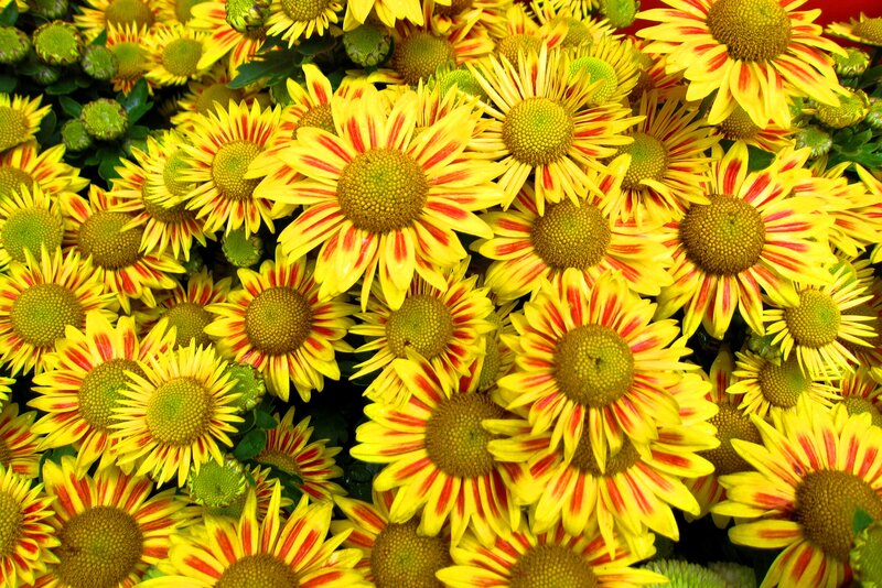 Yellow and Red Flowers — Vibrant, Photograph