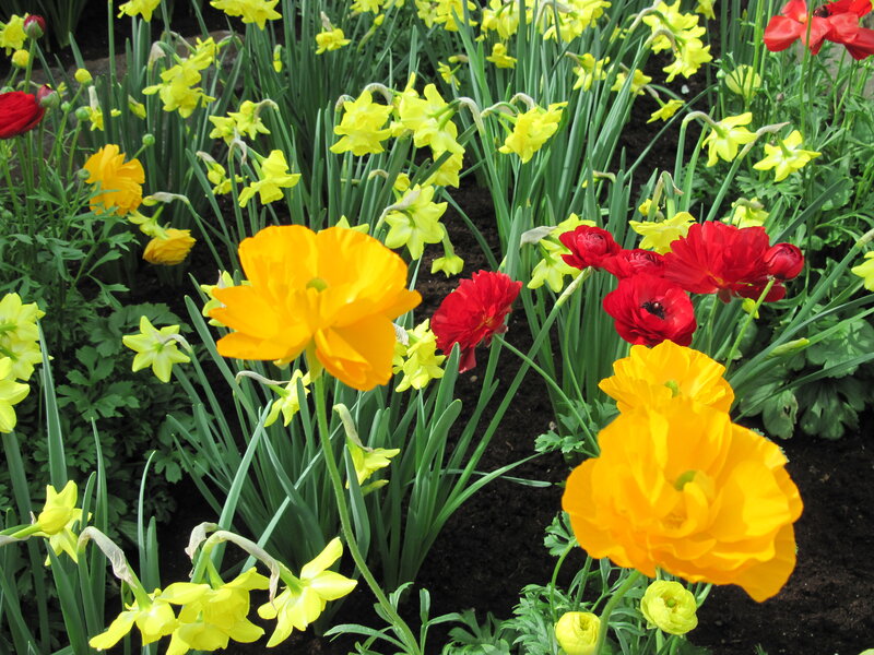 Yellow and Red Flowers — Vibrant, Spring