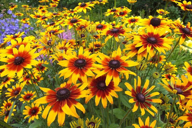 Yellow and Red Flowers — Vibrant, Summer, Photograph