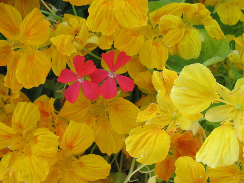 Yellow and Red Flowers — Vibrant, Summer