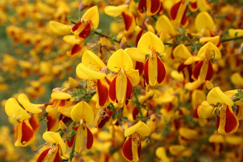 Yellow and Red Flowers — Vibrant