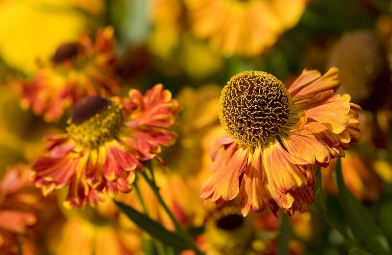 Yellow and Red Flowers — Warm, Afternoon