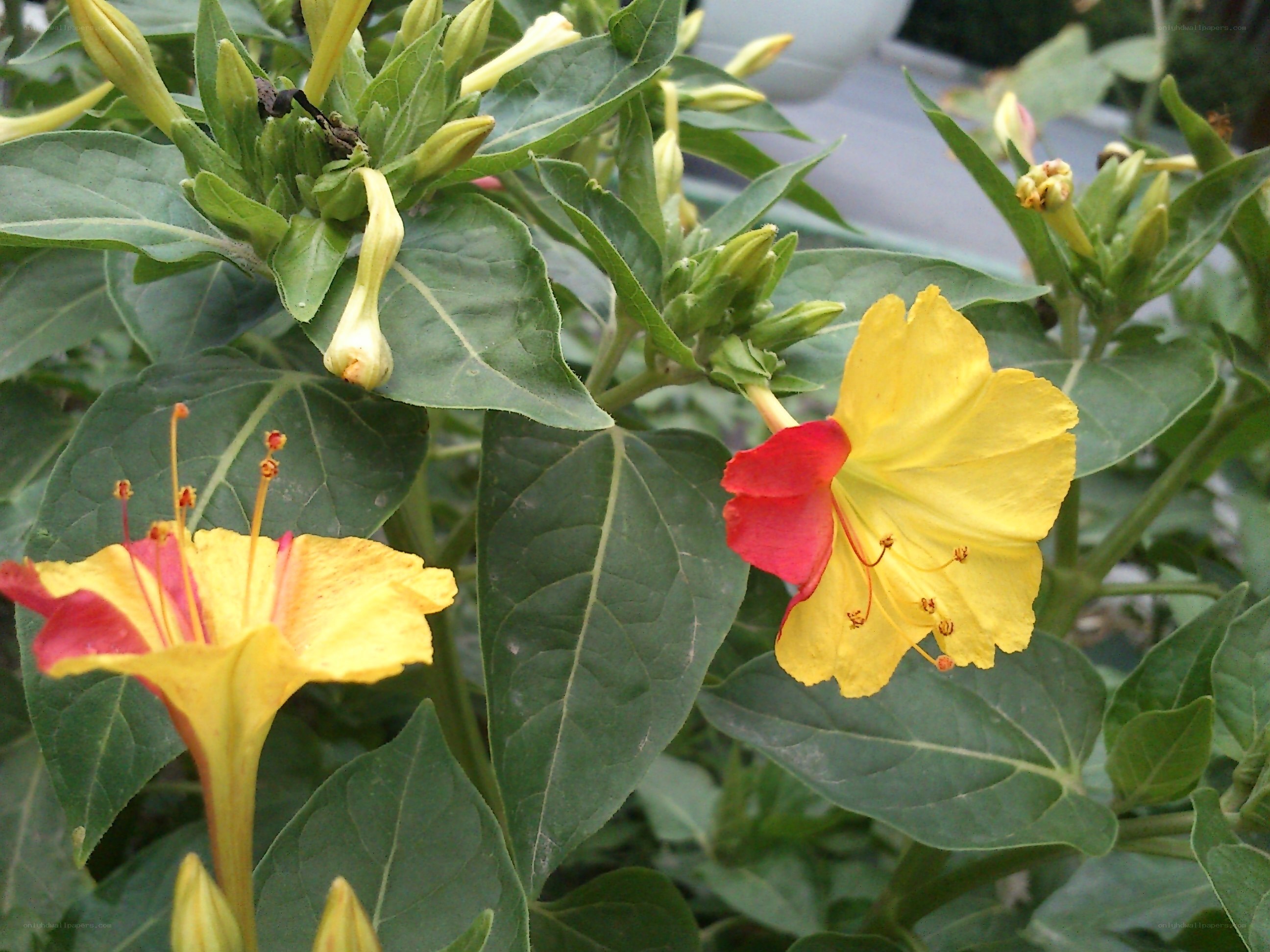 yellow and red flowers