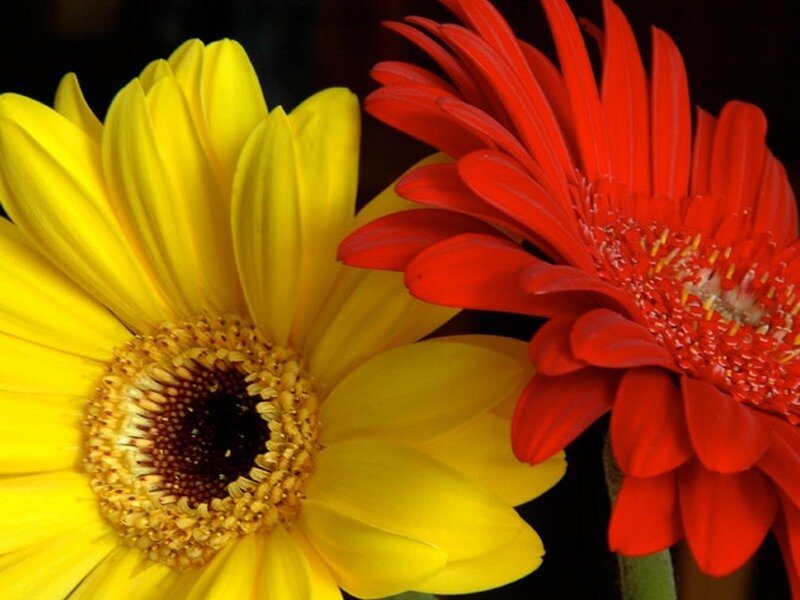 Yellow and red gerbera daisies