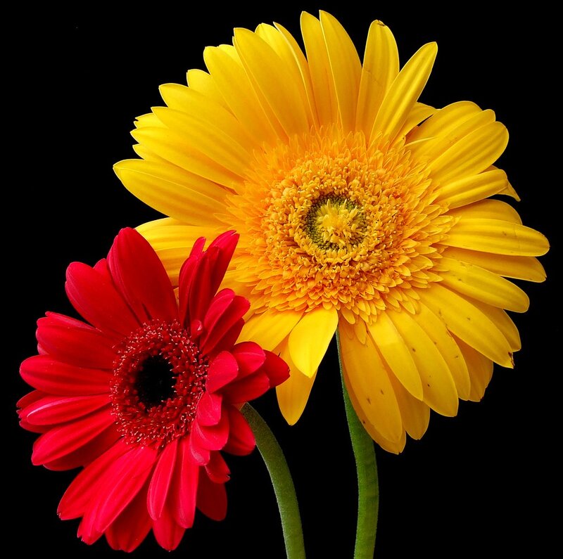 Yellow and red gerbera daisies