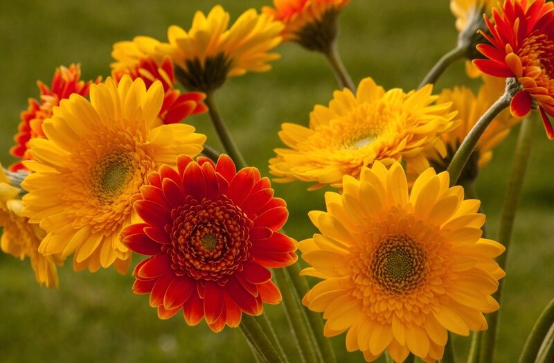 Yellow and Red Gerbera Daisies — Vibrant, Afternoon