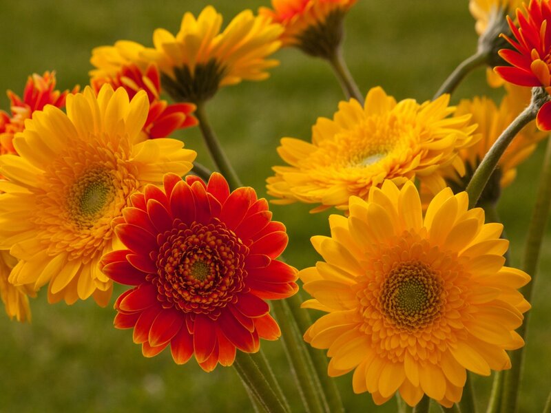 Yellow and Red Gerbera Daisies — Vibrant
