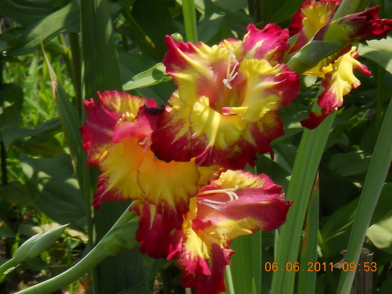 Yellow and Red Gladiolus Flowers