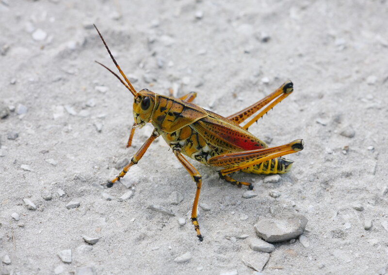 Yellow and Red Grasshopper