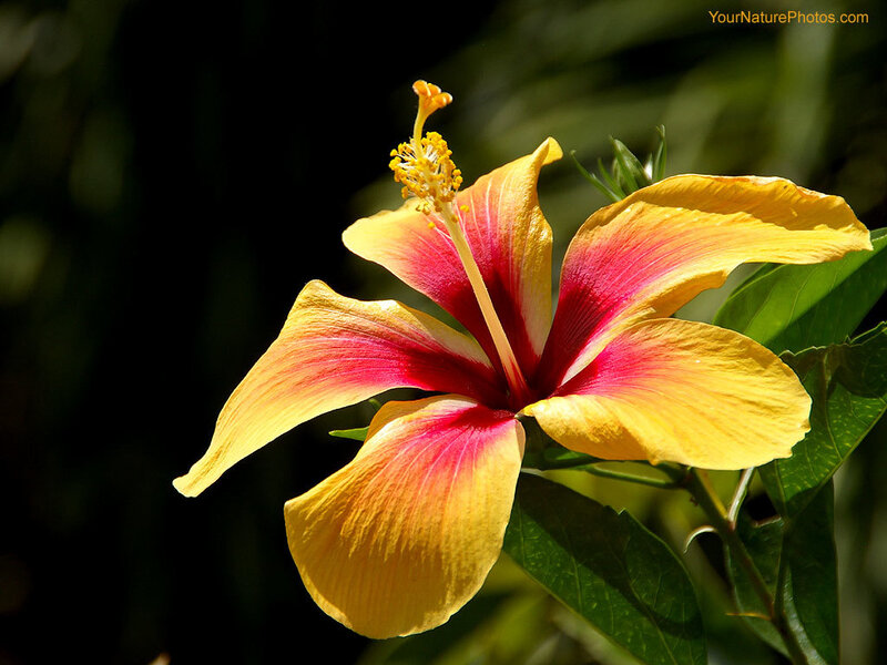 yellow and red hibiscus flower