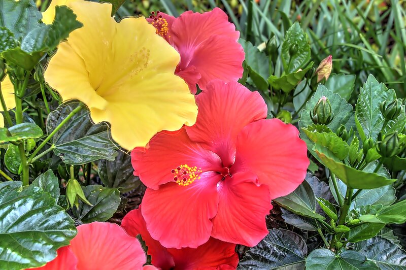 Yellow and Red Hibiscus Flowers — Vibrant