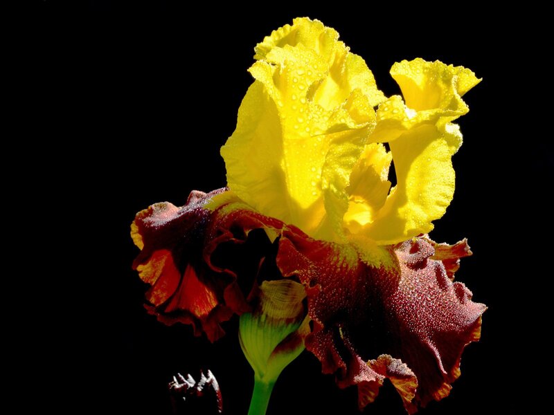 Yellow and Red Iris Flower — Dramatic
