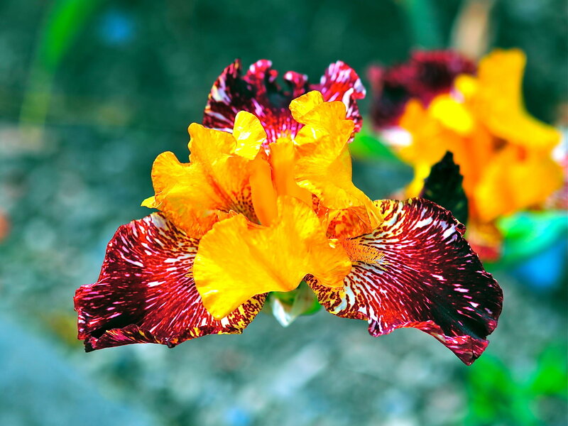 Yellow and Red Iris Flower