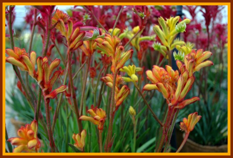 Yellow and Red Kangaroo Paw Flowers