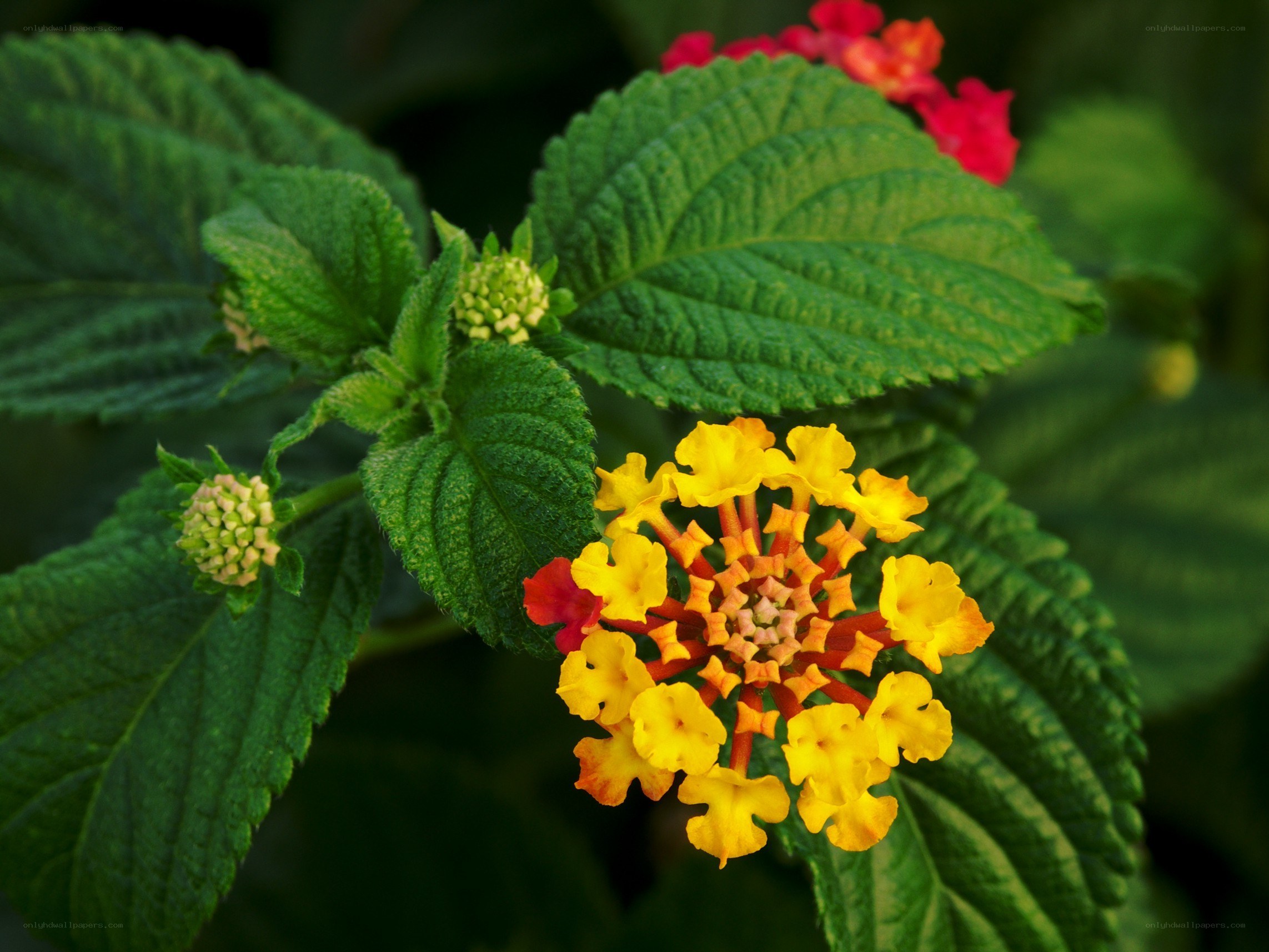 yellow and red lantana flowers