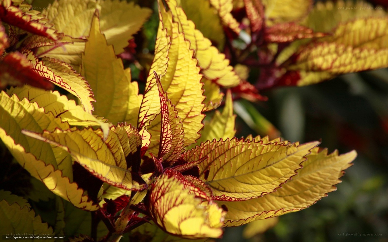 Yellow and red leaf plant