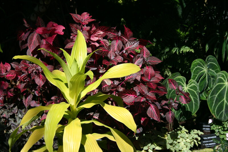 Yellow and Red Leaf Plants — Dramatic
