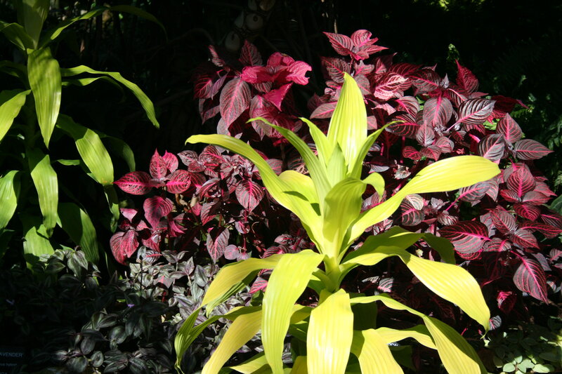 Yellow and Red Leaf Plants
