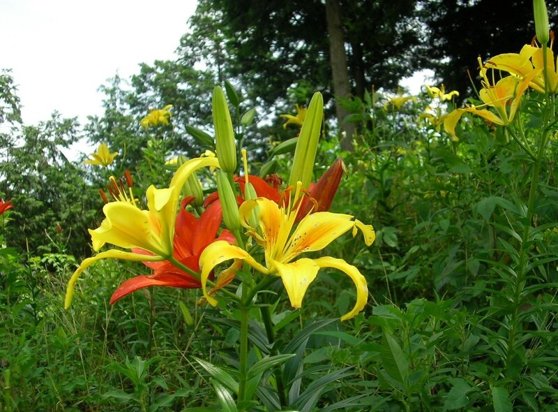 Yellow and red lilies in garden