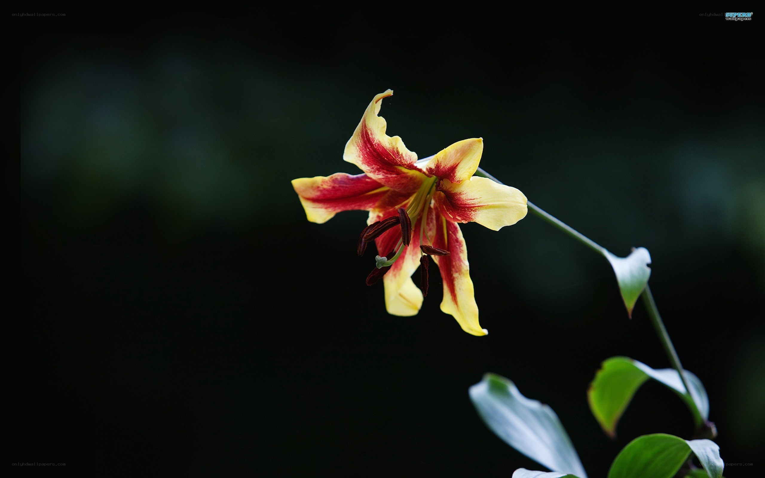 yellow and red lily flower