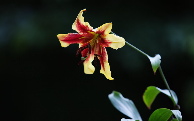 Yellow and Red Lily Flower — Dramatic