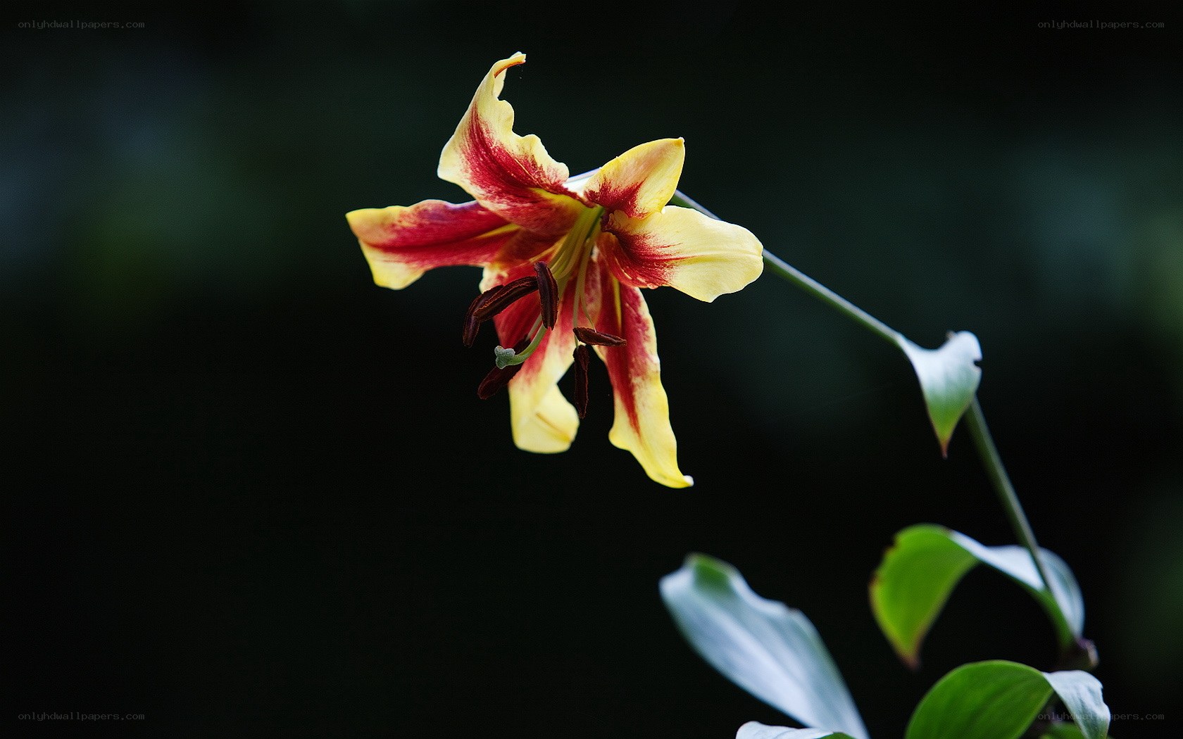 yellow and red lily flower