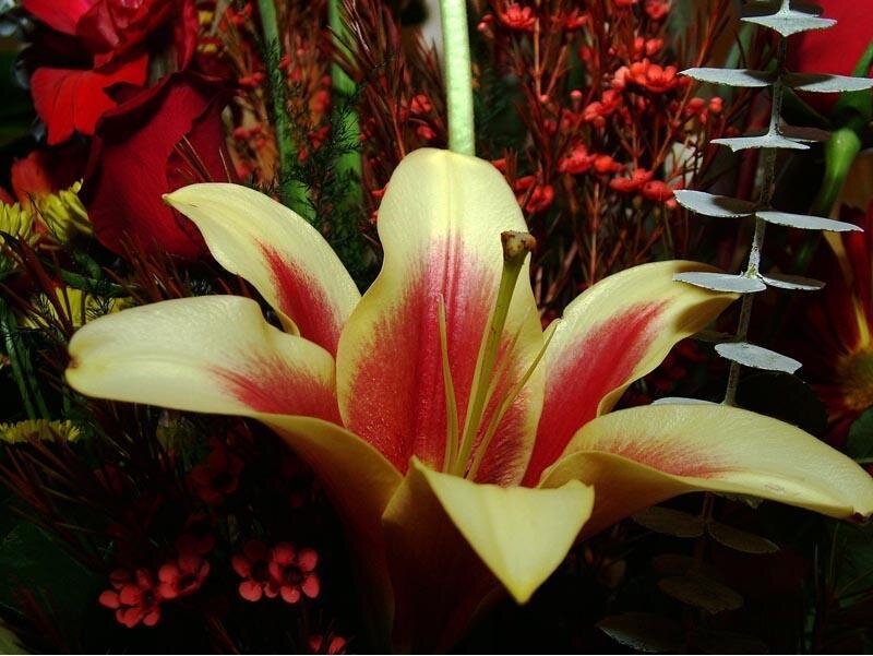 Yellow and red lily in bouquet
