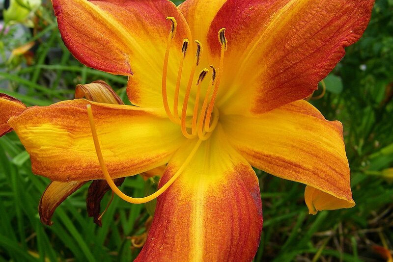 Yellow and Red Lily — Natural