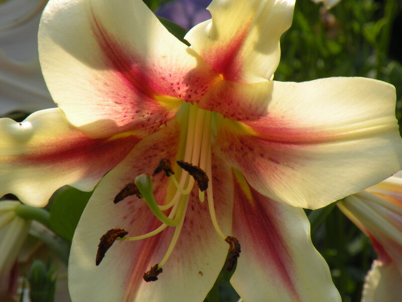 Yellow and Red Lily