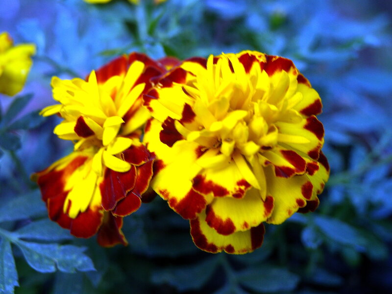 Yellow and Red Marigolds