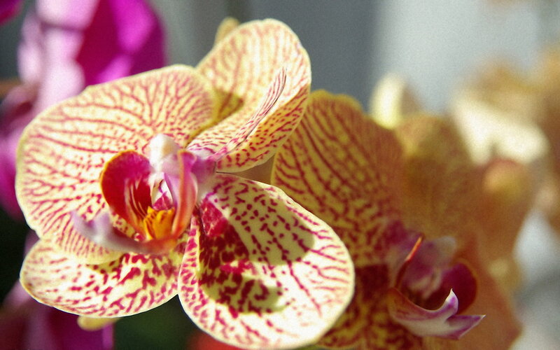 Yellow and Red Orchid — Calm, Photograph