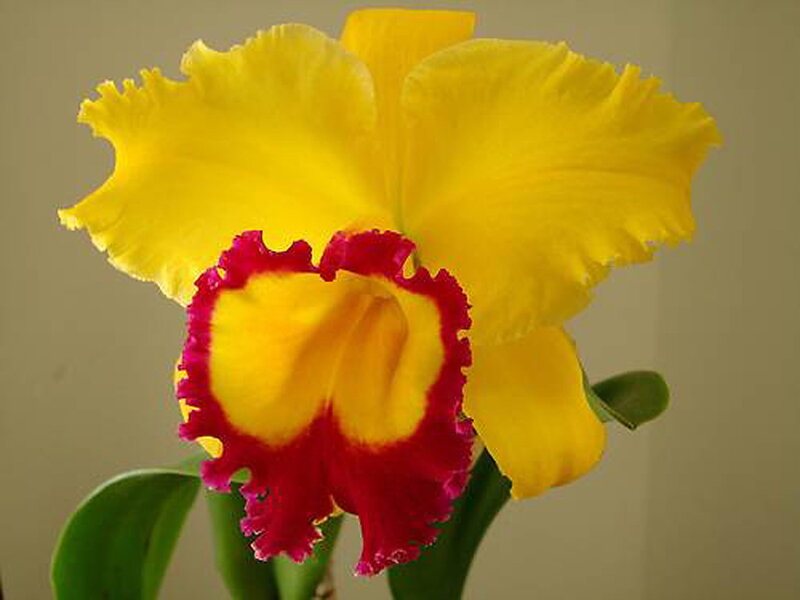 Yellow and Red Orchid — Calm