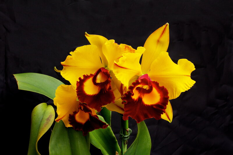 Yellow and Red Orchid — Dramatic, Photograph