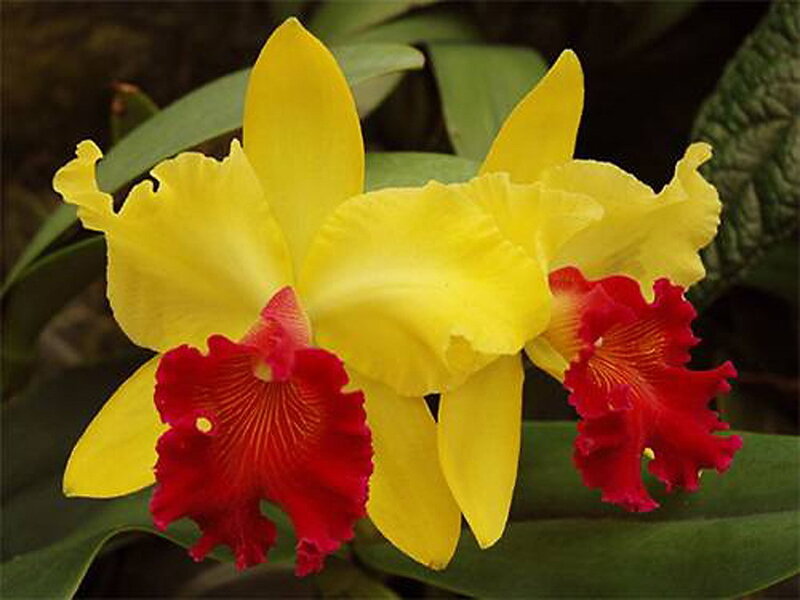 yellow and red orchid flowers