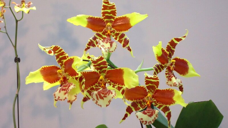 Yellow and Red Orchid Flowers — Calm